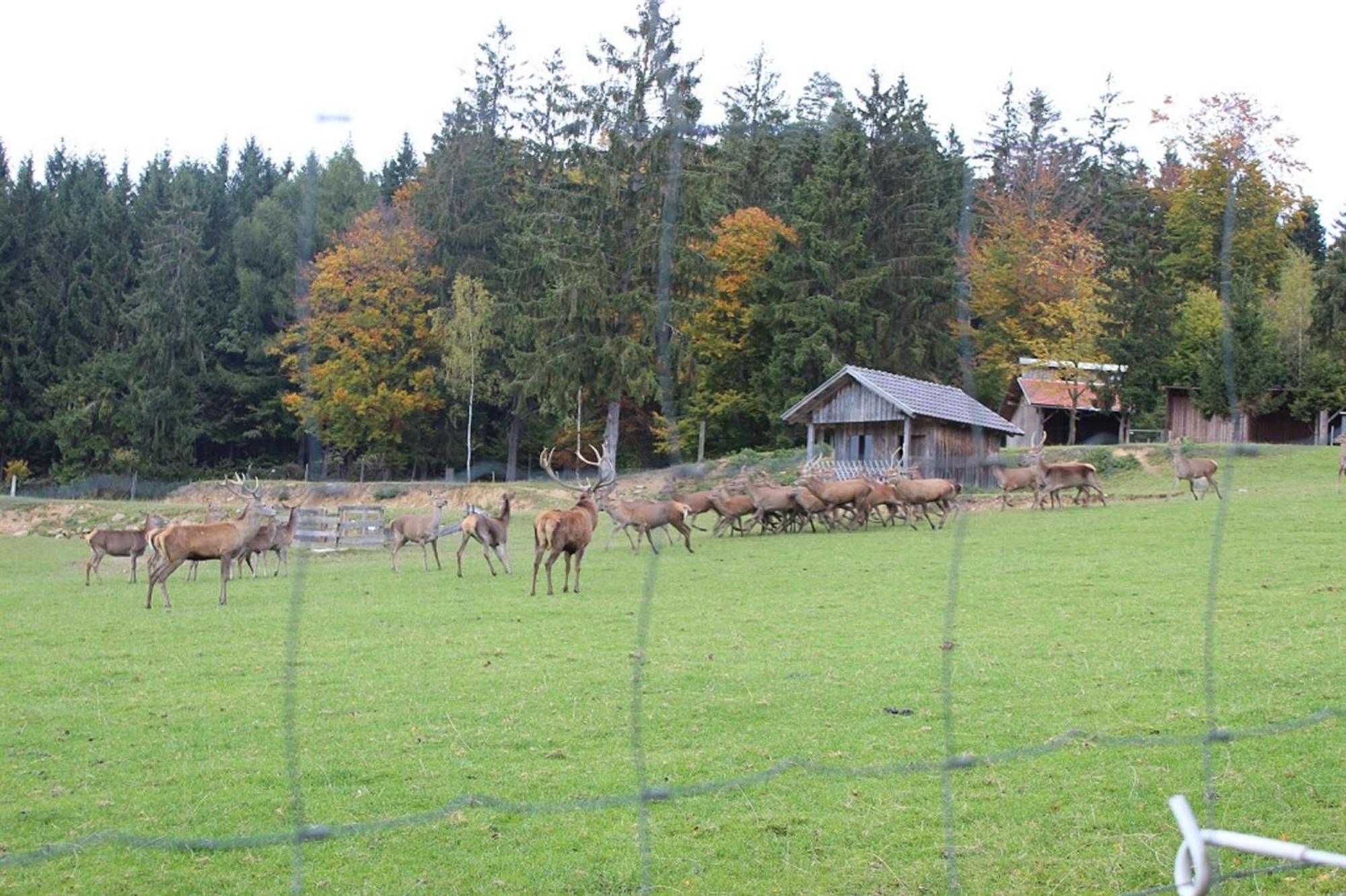 Gasthaus Zur Waldesruh Waffenbrunn Bagian luar foto